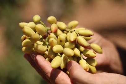 Diyarbakır pistachio harvest: Producers are satisfied with the yield