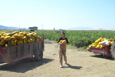 The producer distributed 600 tons of melons and watermelons for free