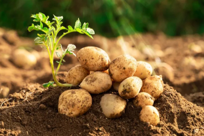 Harvest of winter 'Agria' variety potatoes has begun