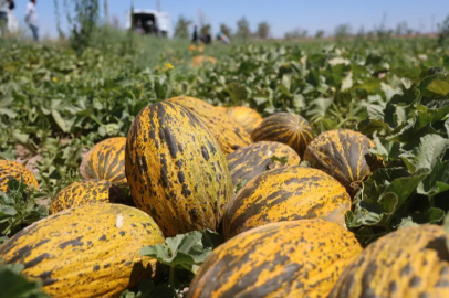 Melons that get their flavor from the Konya Plain are in the global market