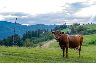 The fattening cattle brought from Brazil to Kütahya were inspected