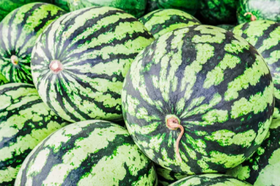 In Karaman, the watermelon harvest has begun