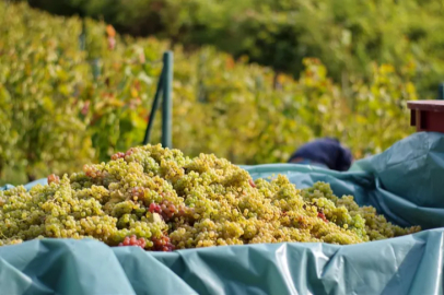 In Sarıgöl, the price of sumalık grapes has increased by 2 lira per kilogram