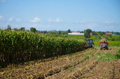 The harvest of silage corn has begun on 80,000 decares of land in the Bafra Plain