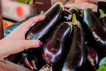 The harvest of the registered Birecik eggplant has begun