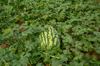 Fiyatlar düşünce karpuz tarlada kaldı