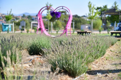 Lavender harvest excitement in Yunusemre