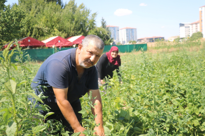 Apartmanlar arasında ata tohumunu yeşertmeye çalışıyor