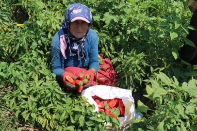 In the scorching heat, they endure a bitter harvest and cannot wipe their faces with their hands