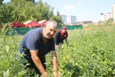 Trying to grow heirloom seeds between apartment buildings