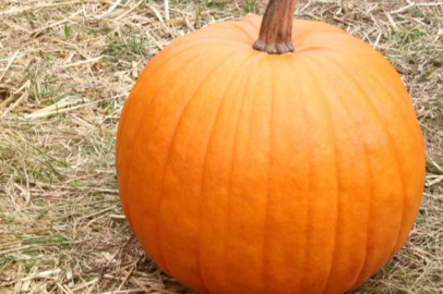 70-kilogram pumpkins in Sarıgöl