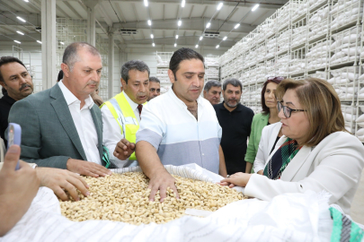 Gaziantep Büyükşehir boz kavlak fıstığın alımına başladı