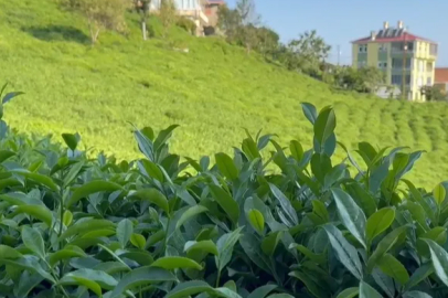 Harvesting of the third flush has begun in the tea gardens in Rize