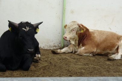 EU-supported beef cattle farm in Kütahya