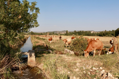 Silajlık mısır üretimi 128 bin tona ulaştı