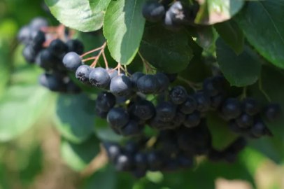 The manual harvest of North American aronia berries has begun in Konya