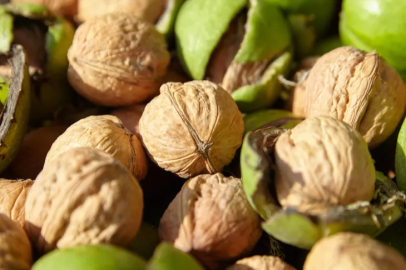 Walnut harvest has begun in Adana