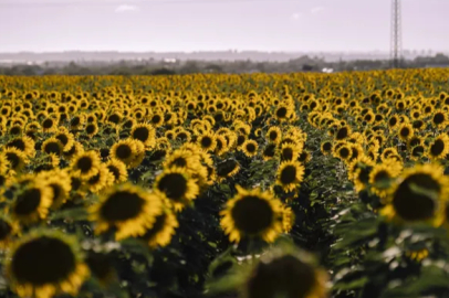 Sunflower harvesting has begun in Keşan