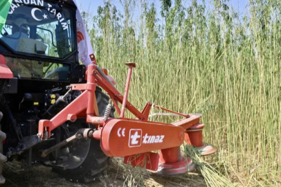 Permitted and controlled hemp harvest was carried out in İzmir