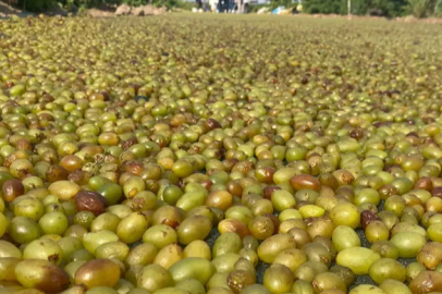 The journey of drying Prophet's grapes has begun