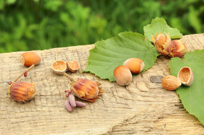 Bolu’da fındıkta hasat zamanı