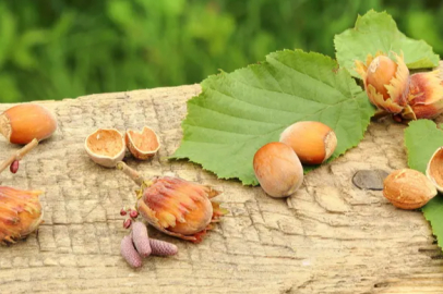 It's harvest time for hazelnuts in Bolu