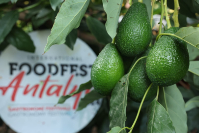 Gastronomy Festival started in Alanya with avocado and mango harvest