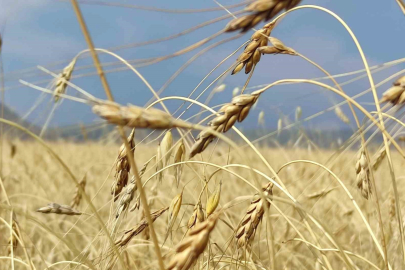 Genetiği bozulmamış 13 bin yıllık kavılca buğdayında hasat dönemi