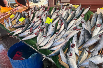 Zonguldak’ta palamut fiyatları 75 TL oldu