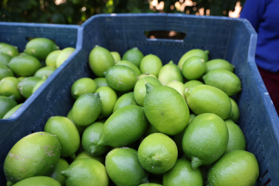 Kozan’da Limon Hasadı Başladı: Avrupa ve Asya’ya İhraç Ediliyor