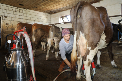 1 İnekle Başladı, 20 İneğe Ulaştı: Süt Tankları Kurtarıcısı Oldu