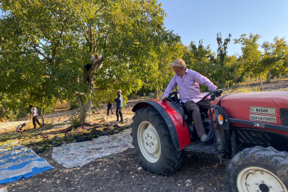 Bilecik'te Ceviz Üreticileri Rekolte ve Fiyatlardan Memnun