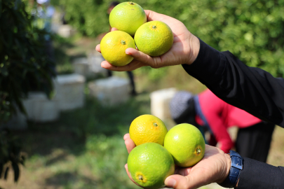 Adana’da mandalina hasadı başladı, sıcak hava verimi düşürdü