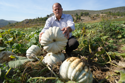 Bilecik’te Kestane Kabağı Başarısı