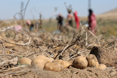 Aksaray’da Patates Hasadı Başladı, Üretici Fiyat Farkından Şikayetçi