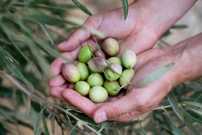 Burhaniye'de Yeşil Zeytin Hasadı Kuraklık Nedeniyle Zor Geçiyor