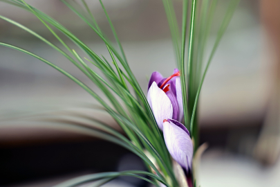 Saffron Success in Soilless Farming in Kayseri