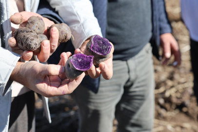 The First Purple Potato Harvest in Erzurum’s Pasin Plain Yields Success