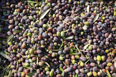 The Harvest of Gold Medal-Winning Olives Begins on 4 Million Trees in Kilis