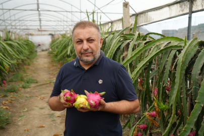 Berberken Ejder Meyvesi Üreticisi Oldu: Yılda 5 Hasat Yapıyor