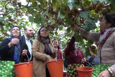 Yalova Kivisi Hasat Şenliği Coşkulu Anlara Sahne Oldu