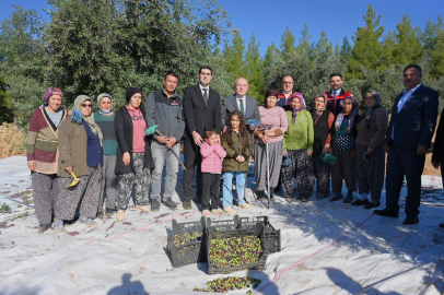 Denizli Zeytincilikte Yükselmeye Devam Ediyor