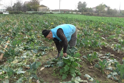 Bafra Ovası'nda Brokoli ve Karnabaharda Rekor Fiyatlar