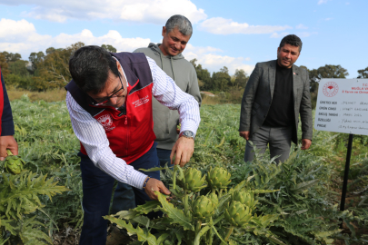 Muğla’da 12 Ay Taze Enginar Üretimi Hedefleniyor