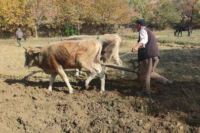 Bitlis Erencik'te Tarım Hala Karasabanla Yapılıyor  