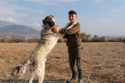 Çoban Köpekleri, Sürülerin Vazgeçilmez Koruyucuları