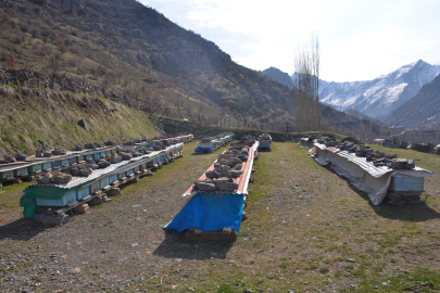 Erzincan'da Arılar Kış Uykusuna Hazırlanıyor: Hassas Bakım Şart