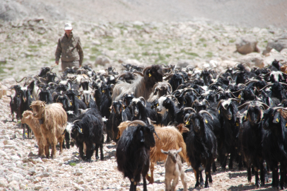 Yörükler Toros'lardan Köylerine Dönüyor: Asırlık Göç Modern Çağda