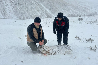 Bayburt'ta Kar Felaketi: 200 Küçükbaş Hayvan Telef Oldu