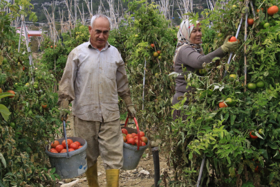 Mersin'de Kış Ortasında Domates Hasadı Devam Ediyor